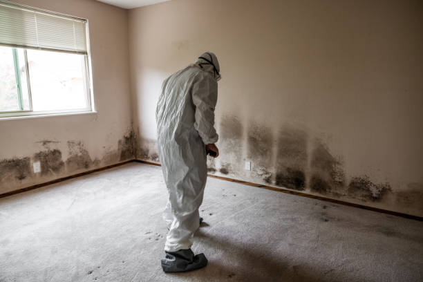 Mold Removal for HVAC Installations in Newton, NC